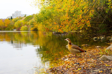 Enten am See im Herbst