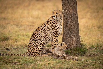 Cheetah sits with her cub by tree
