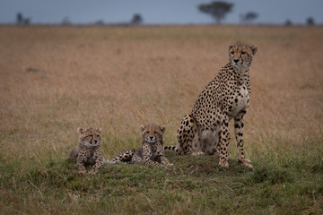 Cheetah sits with two cubs on savannah