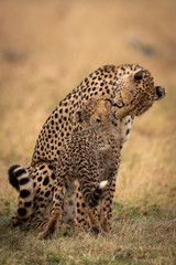 Cheetah sitting and nuzzling cub on grass