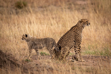 Cheetah sitting back-to-back with cub in grass
