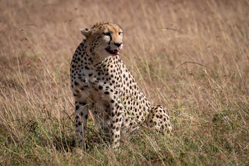 Cheetah sitting in grass with bloody mouth