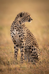 Cheetah sitting in grassy plain looking back