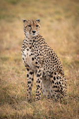 Fototapeta na wymiar Cheetah sitting in grassy plain turning head