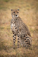Cheetah sitting in grassy plain turning head