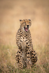 Fototapeta na wymiar Cheetah sitting in long grass yawning widely