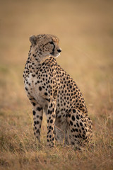 Naklejka na ściany i meble Cheetah sitting in sunlit savannah facing right