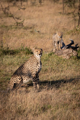 Cheetah sitting near cub standing on log