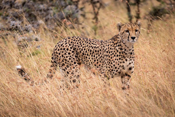 Cheetah standing in long grass in savannah