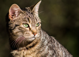 Naklejka premium GATO