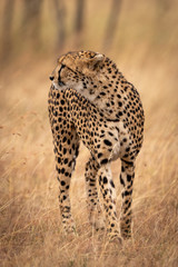 Cheetah standing in long grass looking left