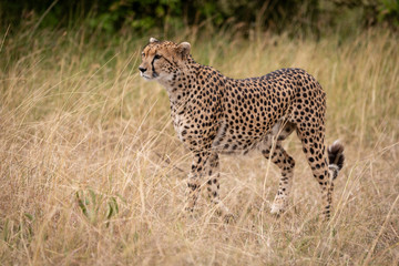 Cheetah standing in long grass on savannah