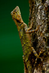Golden lizard on a tree