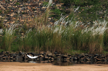 Landscape with a white bird