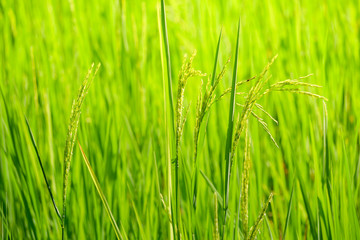 Green ear of rice in paddy rice field