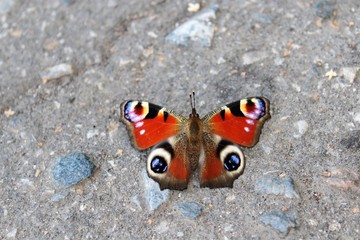 butterfly