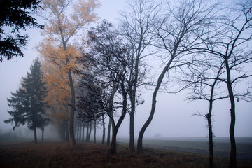 Fototapeta na wymiar Morning fog on the road through the autumn forest at sunrise