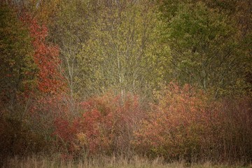 Herbstliches Jungholz