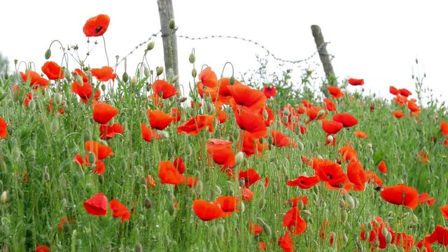 World War One symbol : red flower poppies and barbed wire