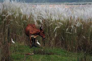 Cow,white birds with white flowers
