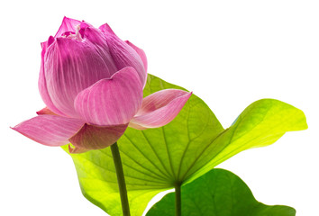 The Sacred Lotus: The sacred lotus is an important water plant. It is considered to be the queen of...
