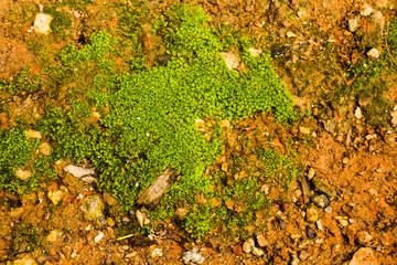 Moss: Small green plants are usually found in moist places.