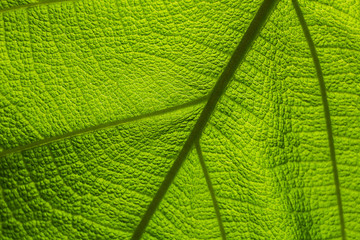 Teak leaves NO.02: The pattern of the teak leaves is suitable for use as a background.