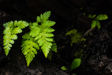 Fern:  It has grown on old timber.