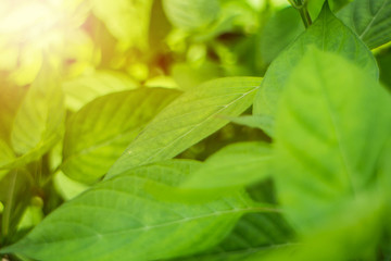 Nature Background: Closeup green leaf in garden using as a wallpaper.  