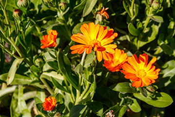 Orange calendula flower in garden