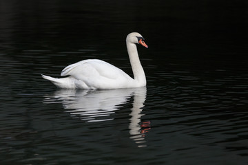 Swan