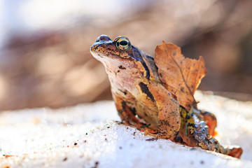 Frog in the snow