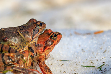 Frog in the snow