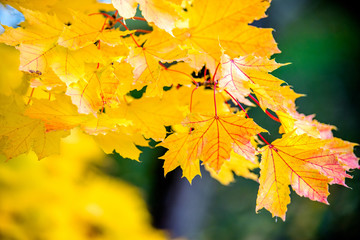 Autumn background-yellow maple leaves in the city Park 
