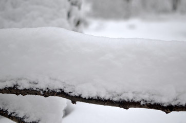 Snow-cowered branches tree. Winter blur background.  Macro. Selective focus