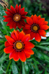 Beautiful red flowers. Red zinnia flowers in the garden. 