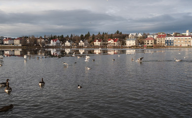 Houses by the lake with Birds