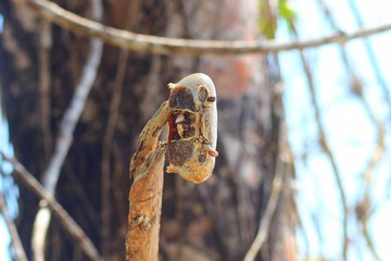 Dead crab remnants in Cahuita National Park - Costa Rica