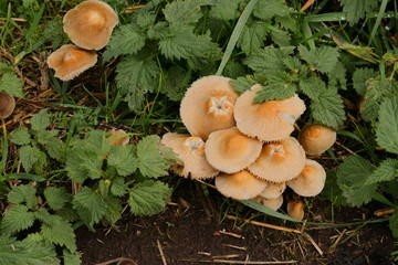 Mushrooms