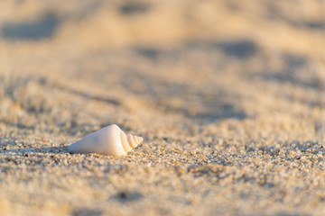 Shell on the beach