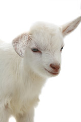  little goat isolated on white