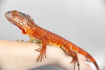 Woman holding orange red colorful iguana in her hand, closeup, on grey background