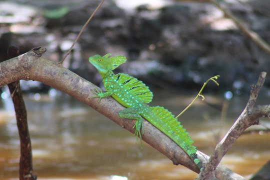 Jezus Christ Lizard or Plumed Basilisk - Costa Rica