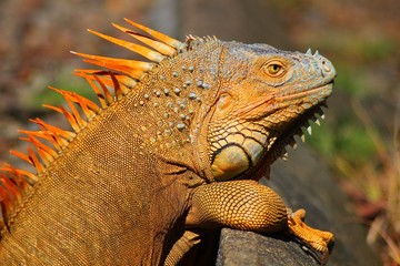 Iguana in the wild in Costa Rica