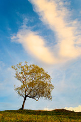 Fototapeta premium Tree alone against the background of the sky with clouds . Isolated tree.