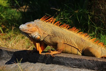 Iguana in the wild in Costa Rica
