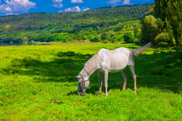 Obraz premium beautiful white mare