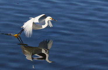 White Egret