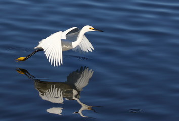 White Egret