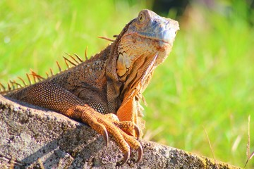 Iguana in the wild in Costa Rica